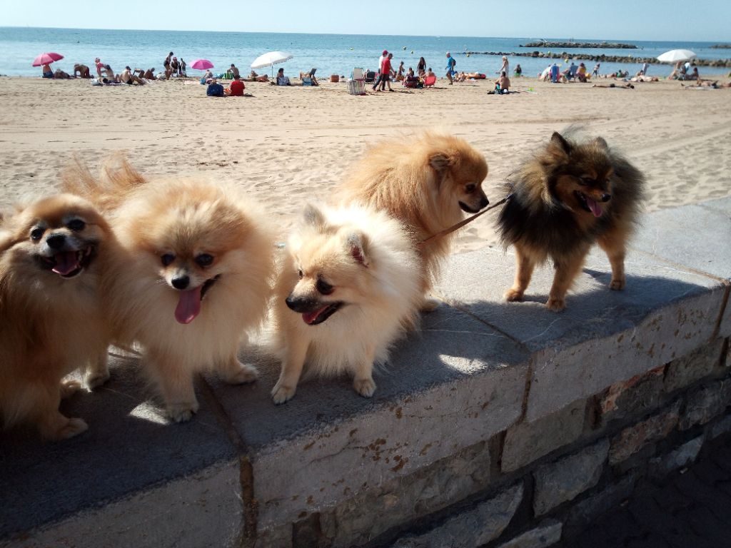 Du Campanile Aux Rainettes - En vacances à la mer